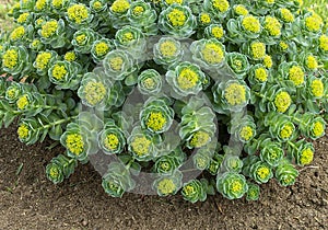 Rhodiola rosea blossom by springtime at solar day