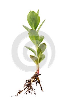 Rhodiola rosea branch with root. Medicinal plant isolated