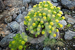 Rhodiola rosea (commonly golden root, rose root, roseroot) Himalayan medicinal plants.