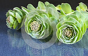 Rhodiola rosea flower on glass table with reflection