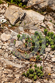 Rhodiola rosea flower growing in mountains