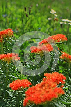 Rhodiola rosea flowers Golden root