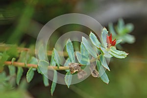 Rhodiola rosea, the golden root, with fruits