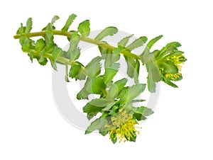 Rhodiola rosea or golden root, rose root, roseroot, Aaron`s rod, Arctic root, king`s crown, lignum rhodium, orpin rose
