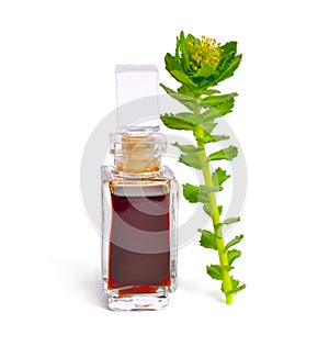 Rhodiola rosea or golden root, rose root, roseroot, Aaron`s rod, Arctic root, king`s crown, lignum rhodium, orpin rose