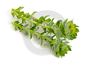 Rhodiola rosea or golden root, rose root, roseroot, Aaron`s rod, Arctic root, king`s crown, lignum rhodium, orpin rose