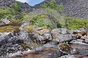 Rhodiola rosea growing on a rock in a mountain stream