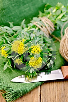 Rhodiola rosea with a knife and coil of rope