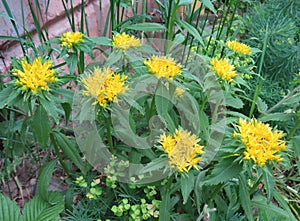 Rhodiola rosea - medicinal plant. Rhodiola rosea in bloom