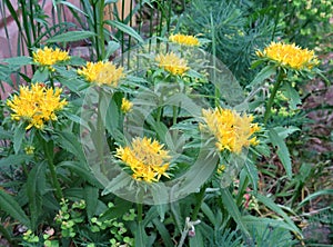 Rhodiola rosea - medicinal plant. Rhodiola rosea in bloom