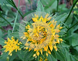 Rhodiola rosea - medicinal plant. Rhodiola rosea close up