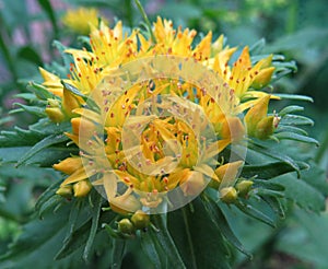 Rhodiola rosea - medicinal plant. Rhodiola rosea flowers close up