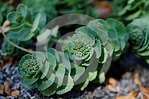 Rhodiola rosea plant sprouting new growth in the spring garden