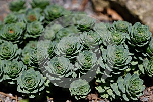 Rhodiola rosea plant sprouting new growth in the spring garden