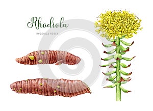 Rhodiola rosea plant. Watercolor botanical illustration set. Painted medicinal adaptogenic herb detailed image. Rhodiola