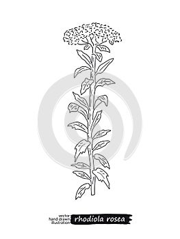 Rhodiola rosea vector sketch photo