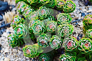 Rhodiola rosea with water drops on leaves