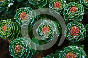 Rhodiola rosea with water drops on leaves