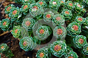 Rhodiola rosea with water drops on leaves