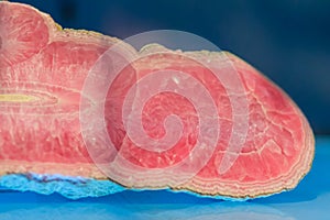 Rhodochrosite stalactitic habit rock specimen from mining and quarrying industries. Rhodochrosite is a manganese carbonate