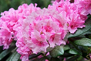 Rhododendron