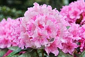 Rhododendron