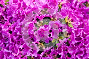 Rhododendron photo