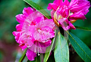 Rhododendron