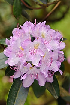 Rhododendron