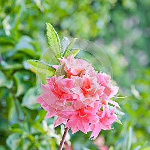 Rhododendron