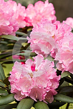 Rhododendron