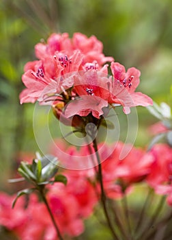 Rhododendron