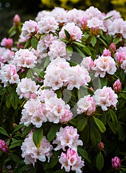 Rhododendron