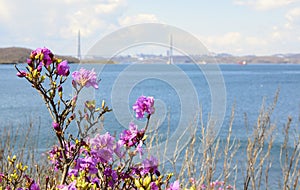 Rhododendron against the background of the bridge and the sea