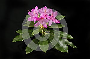 Rhododendron against black
