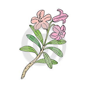 Rhododendron or Alpine rose. Mountain shrub. Hand drawn contour vector