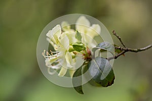 Rhododendron ambiguum. close-up yellow flower, Sichuan, China photo