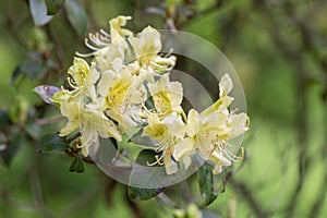 Rhododendron ambiguum. pale yellow flower, Sichuan, China photo