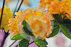 Rhododendron of the Ance species