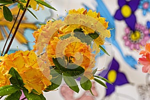 Rhododendron of the Ance species