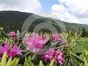 Rhododendron On The Appalachian Mountains photo