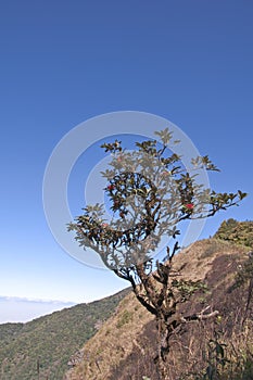 Rhododendron arboreum