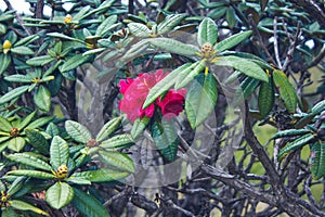 Rhododendron arboreum flower at Horton Plains National Park,Srilanka