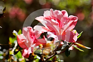 Rhododendron arboreum Smith subsp, delavayi or Franch or Chamberlain or  ERICACEAE