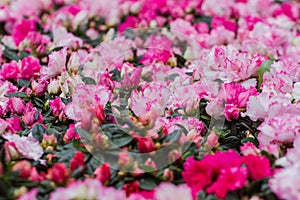 Rhododendron arboreum ssp. Delavayi Franch. Chamberlain is a rare wild plants of Thailand. The eye-catching beauty photo