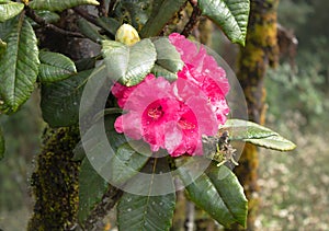 Rhododendron arboreum - zeylanicum. this species endemic to sri lanka