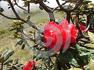 Rhododendron arboreumThe plant is known as Maha ratmal, Maha Rath Mal, Asela mal in Sinhala