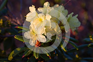 Rhododendron aureum. Beautiful wild flowers at sunset.