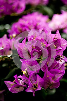 Rhododendron azaleas garden flower