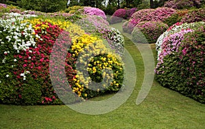 Rhododendron and azaleas with lawn